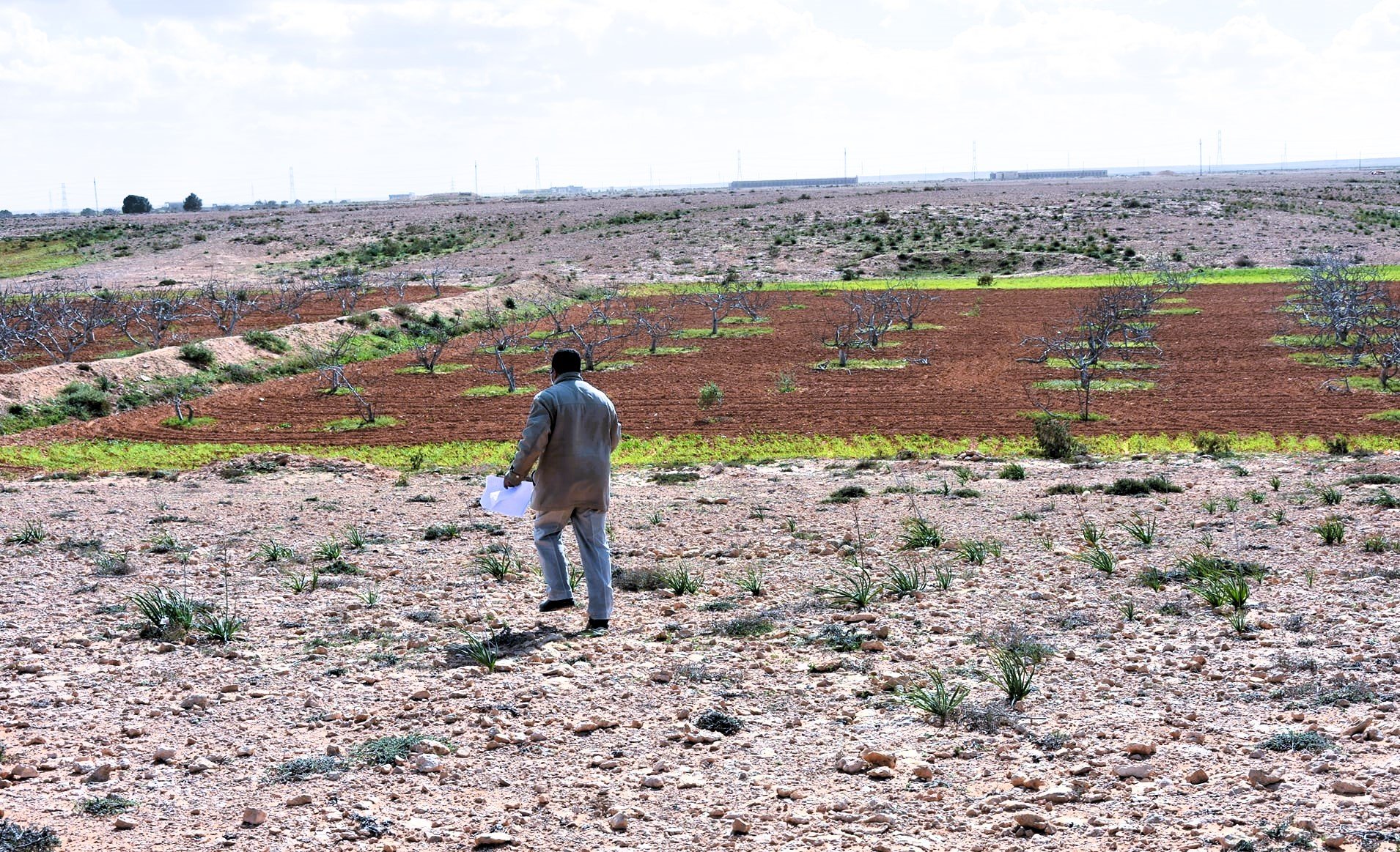 جهود تنمية المناطق الصحراوية في مطروح