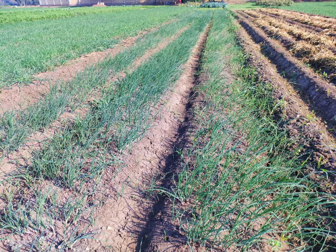 مساحة البصل فى المنوفية 