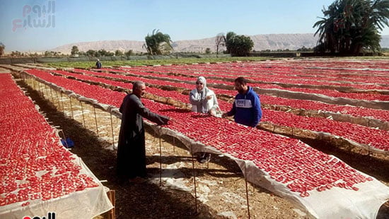 مناشر-تجفيف-الطماطم-بالأقصر-تشهد-بداية-مبشرة-للموسم-الجديد