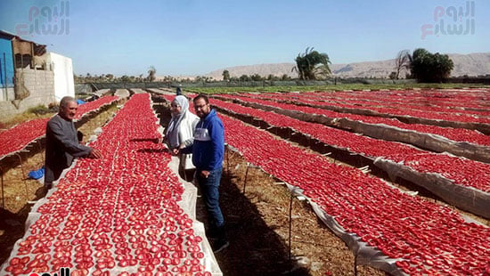 بداية-مبشرة-للموسم-الجديد-للطماطم-المجففة-قبل-تصديره-للخارج