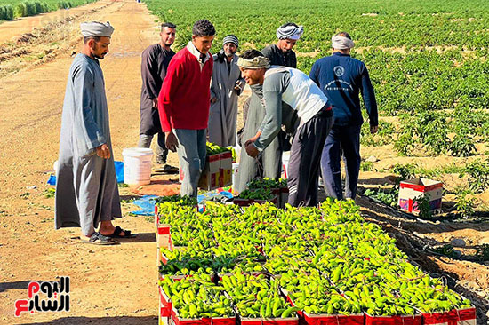 جانب-من-حصاد-الفلفل-الأخضر-فى-مزارع-الأقصر