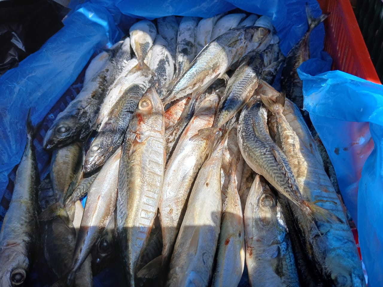 الاسماك المجمدة 