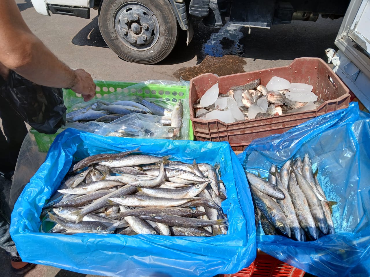 طرح الاسماك المجمدة