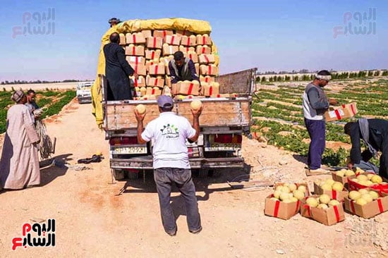 موسم-حصاد-الكنتالوب-فى-جبال-غرب-الاقصر