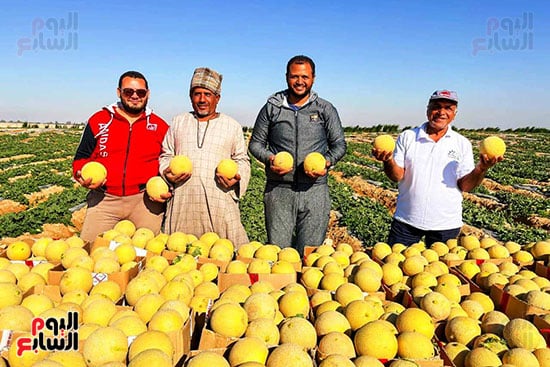 المزارعين-خلال-موسم-حصاد-الكنتالبوب