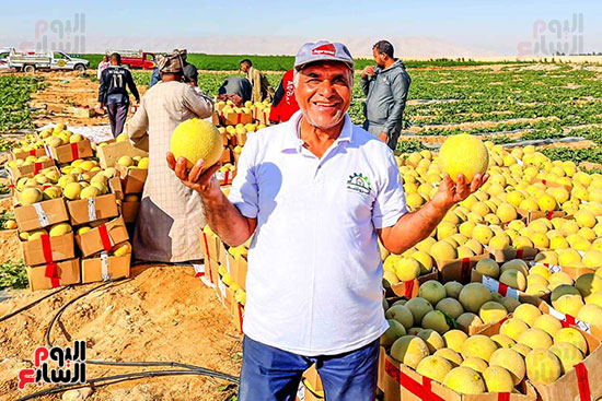 فرحة-حصاد-الكنتالوب-فى-مزارع-غرب-الأقصر