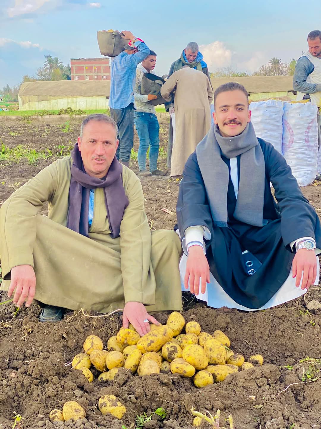فرحة مزارعى البطاطس فرحة مزارعى البطاطس