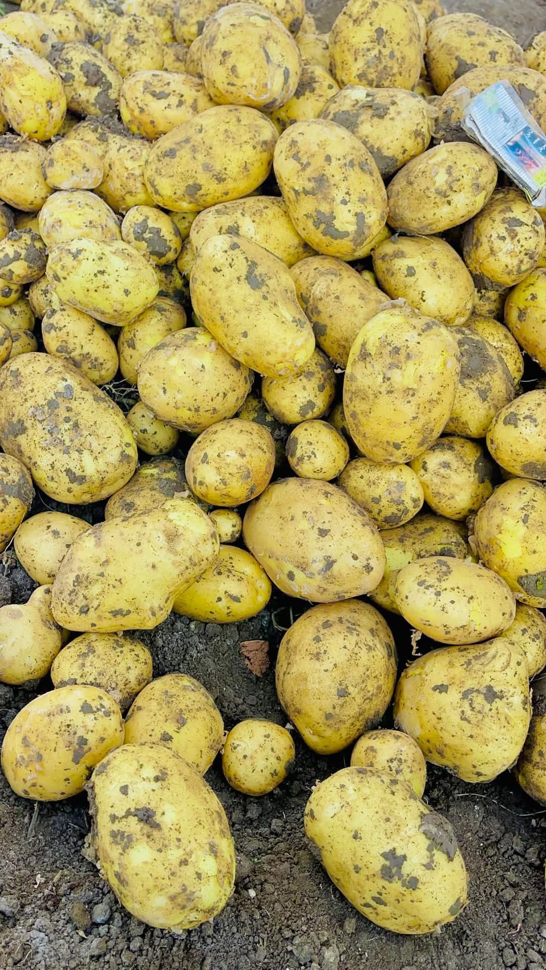 البطاطس البطاطس