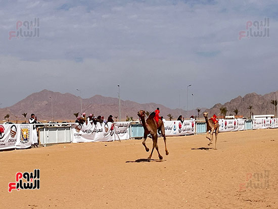 مضمار-سباقات-الهجن-فى-شرم-الشيخ