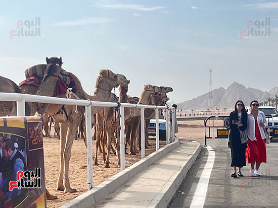 مشاهد حية من مهرجان شرم الشيخ للإبل والتراث