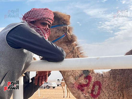 الهجن-تستعد-للسباقات