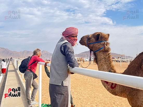 مضمار-الهجن-فى-شرم-الشيخ
