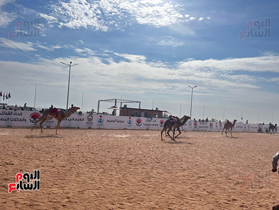 مهرجان-الهجن-بشرم-الشيخ