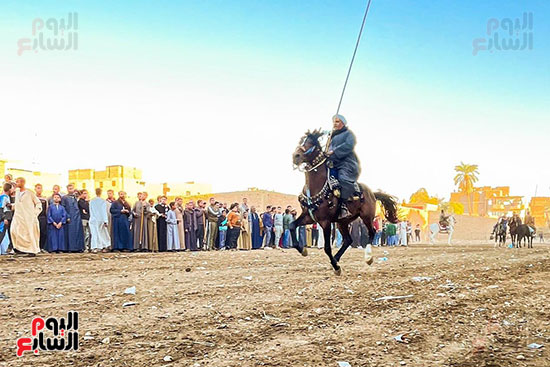 سباقات-الخيول-بمولد-الشيخ-موسي-أبو-على