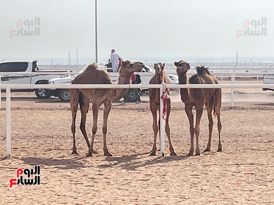 الإبل المشاركة في المهرجان