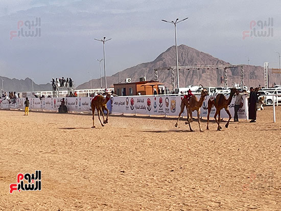 هجن-وتراث-بين-الجبال