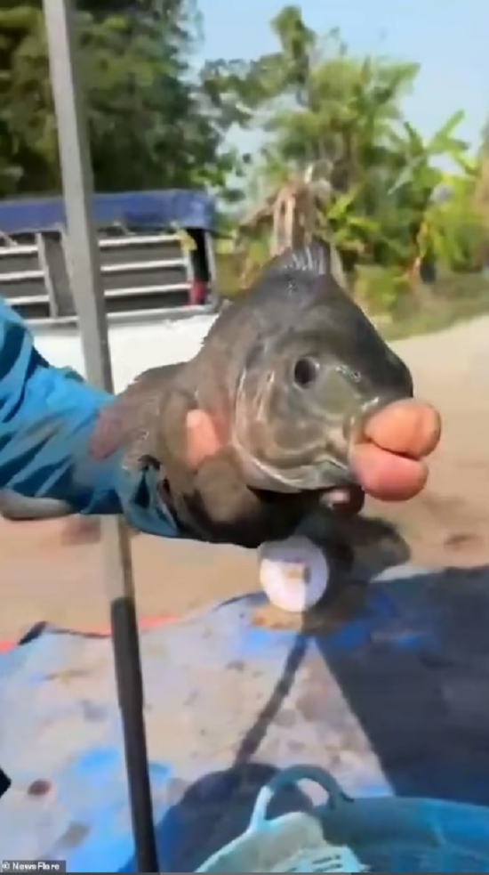 السمكة السمكة