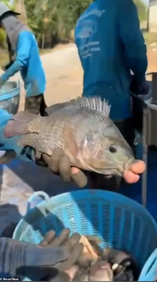 صورة أخرى للسمكة صورة أخرى للسمكة