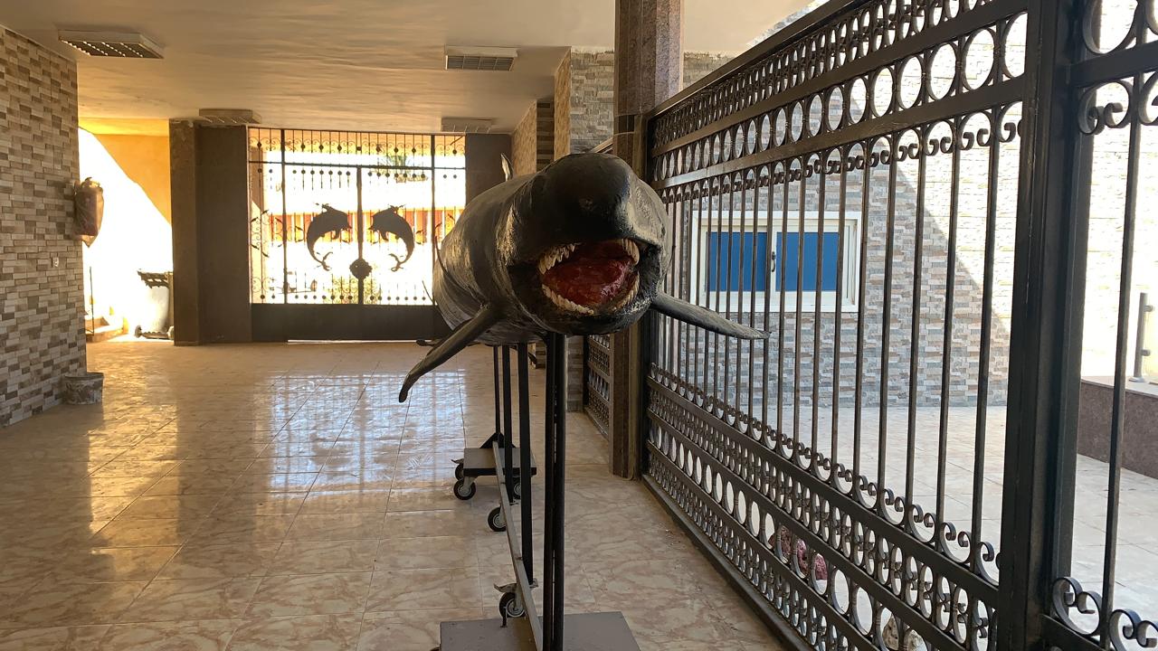 الدولفين،القاتل الكاذب بمياه البحر الأحمر الدولفين،القاتل الكاذب بمياه البحر الأحمر