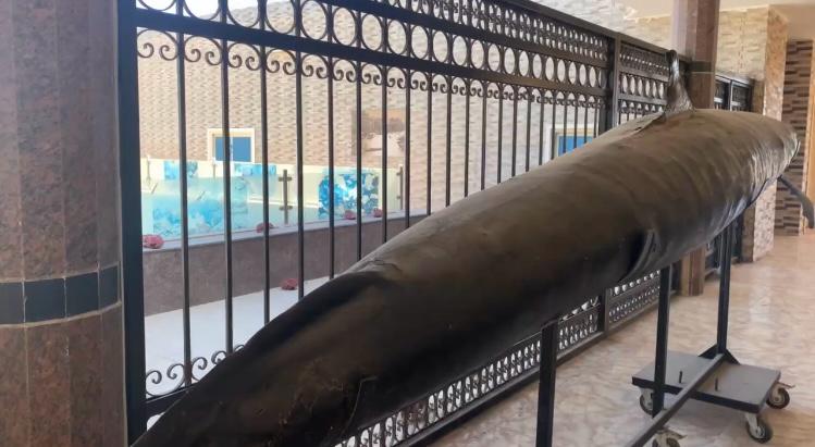 طوله ٥ امتار طوله ٥ امتار