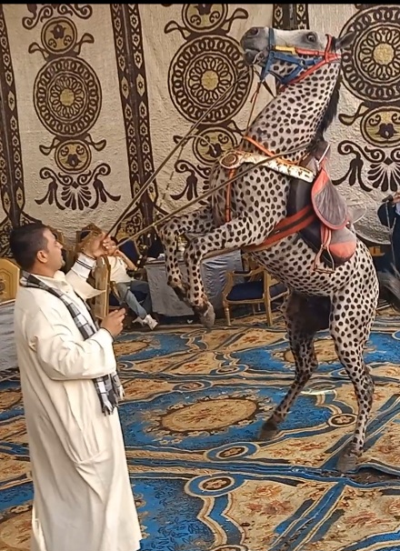 ابو فارس ينفذ رقصات علمها للخيل ابو فارس ينفذ رقصات علمها للخيل