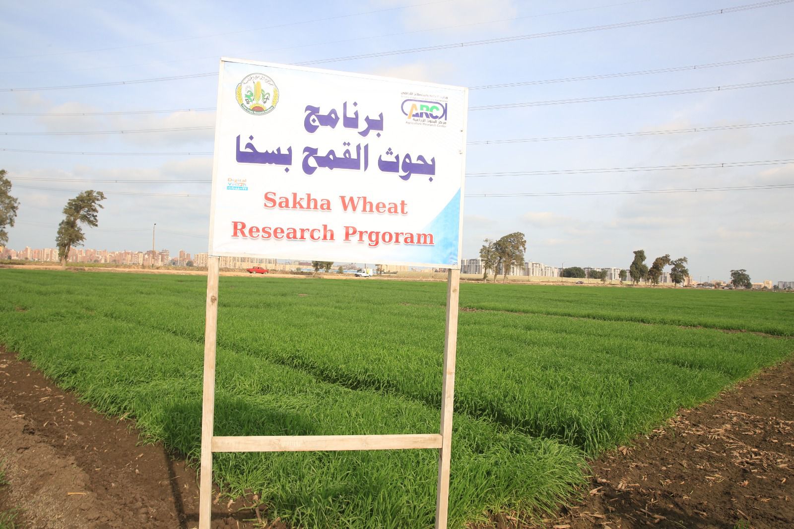 برنامج بحوث القمح بسخا التابع لمحطة البحوث برنامج بحوث القمح بسخا التابع لمحطة البحوث