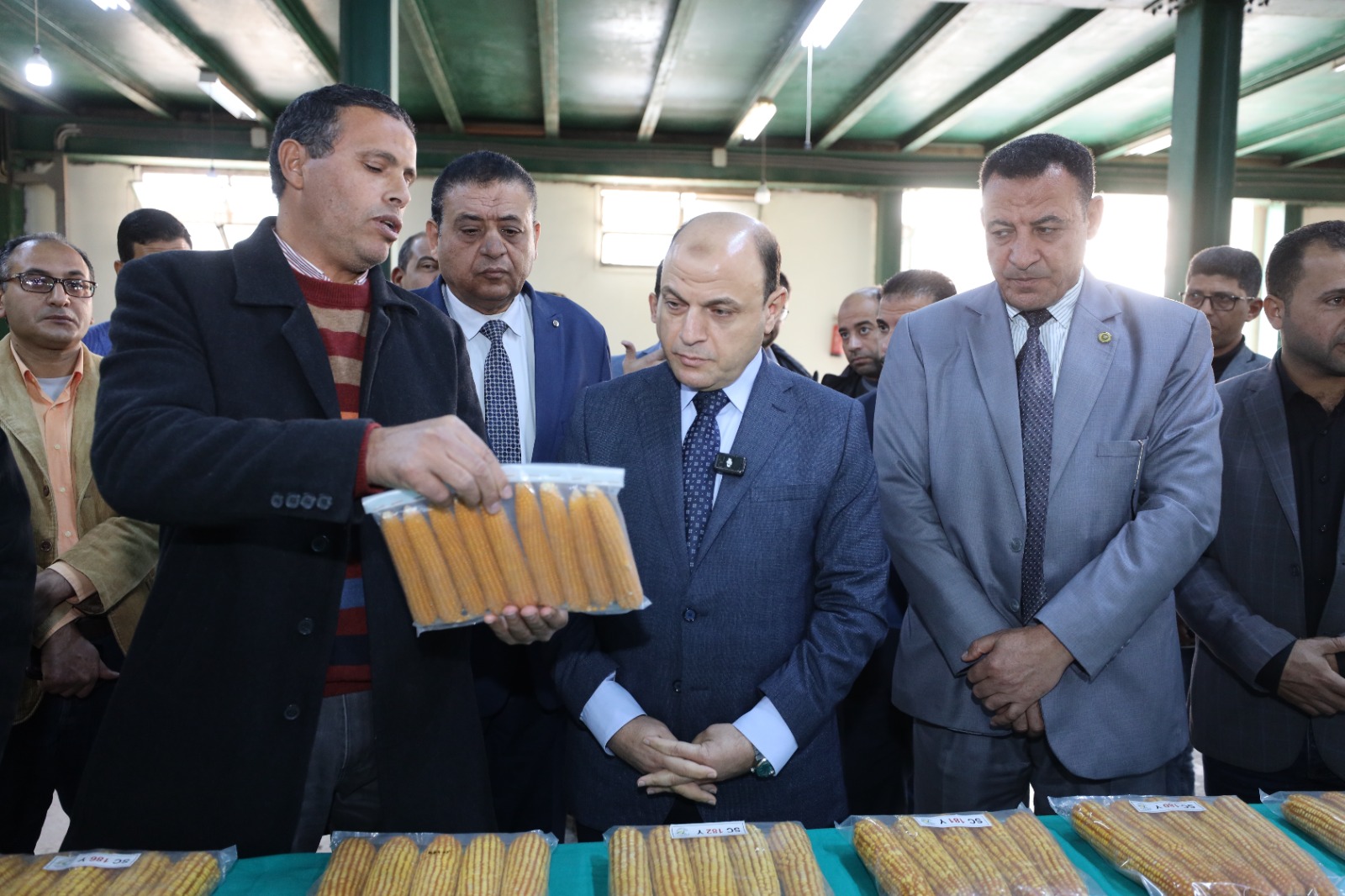 تنوع الذرة الشامية