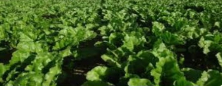 حقول البنجر بالشرقية حقول البنجر بالشرقية