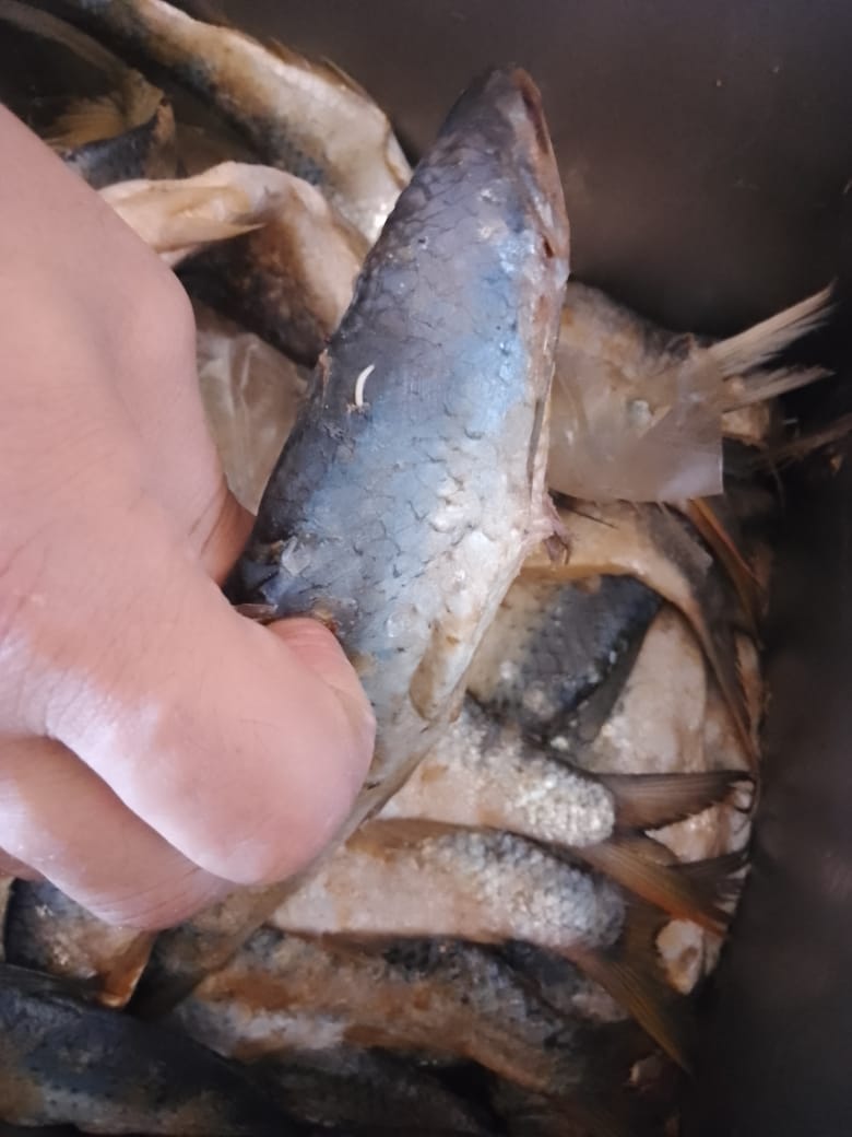 أسماك فاسدة 