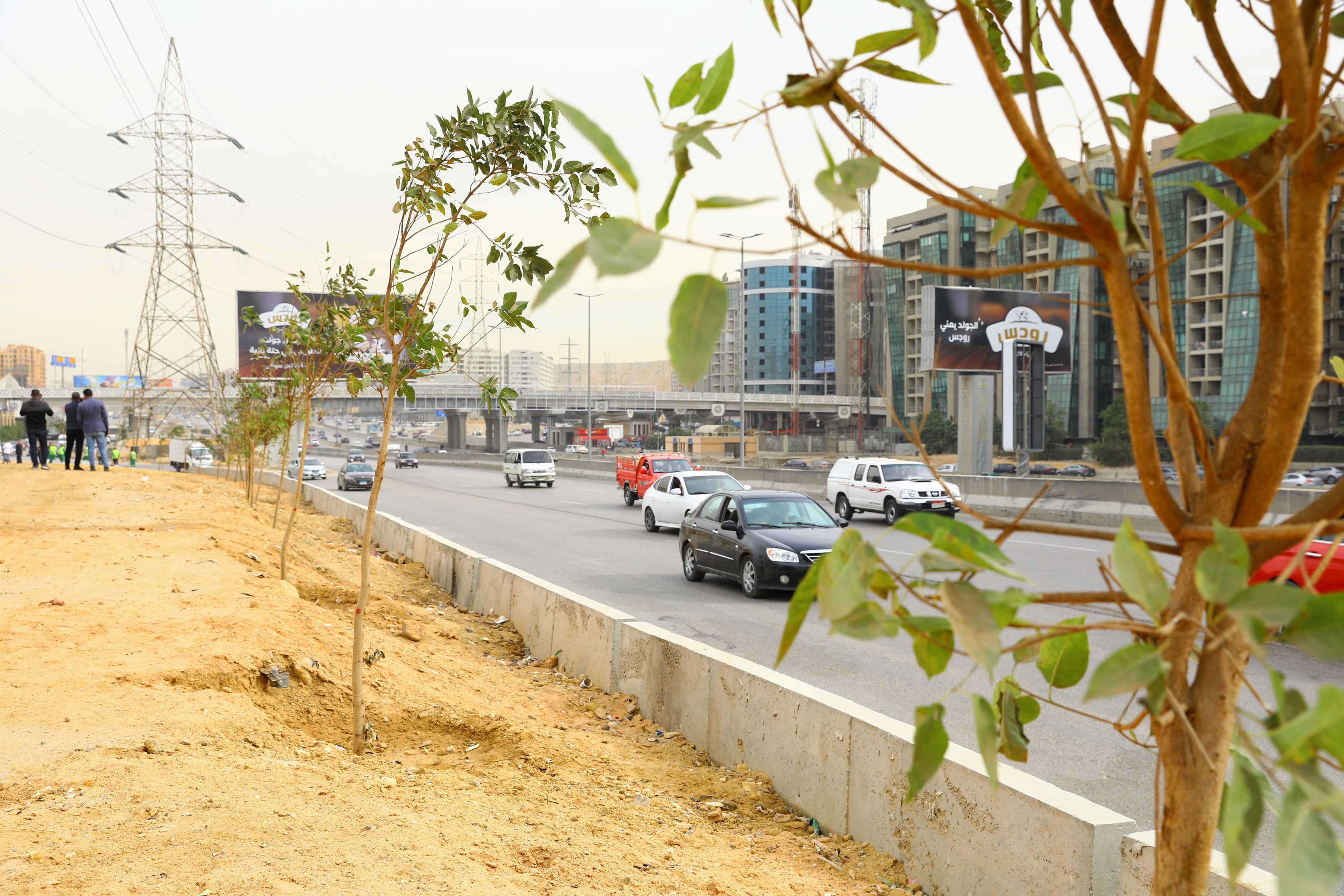 تشجير الطريق الدائرى