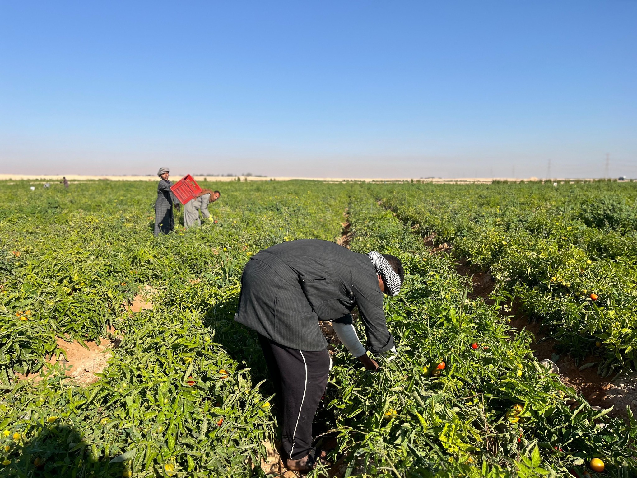 العمل فى موسم حصاد الطماطم بالأقصر