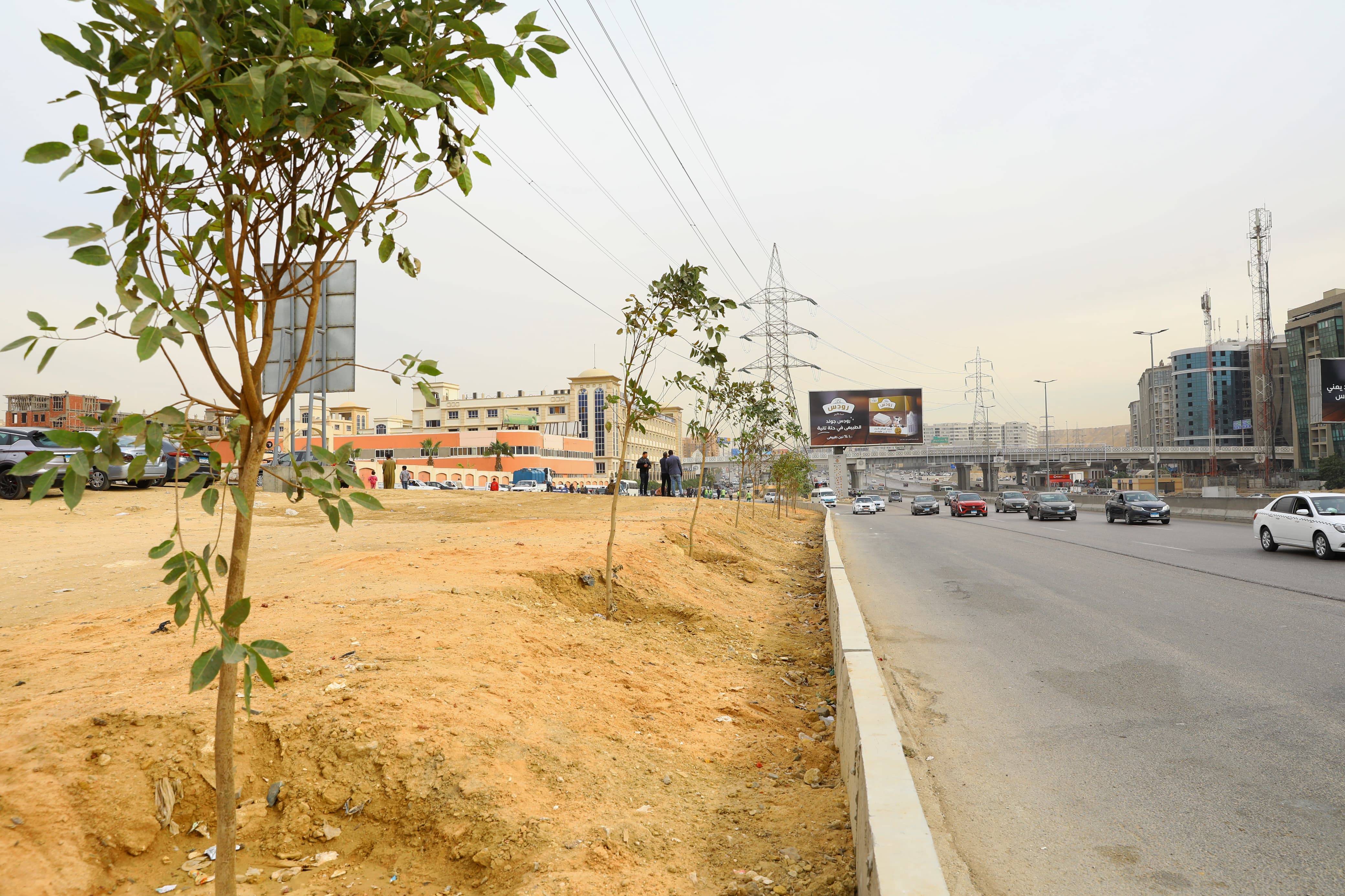 مشروع تشجير الطريق الدائرى