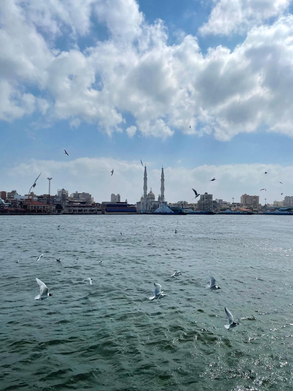 طيور النورس