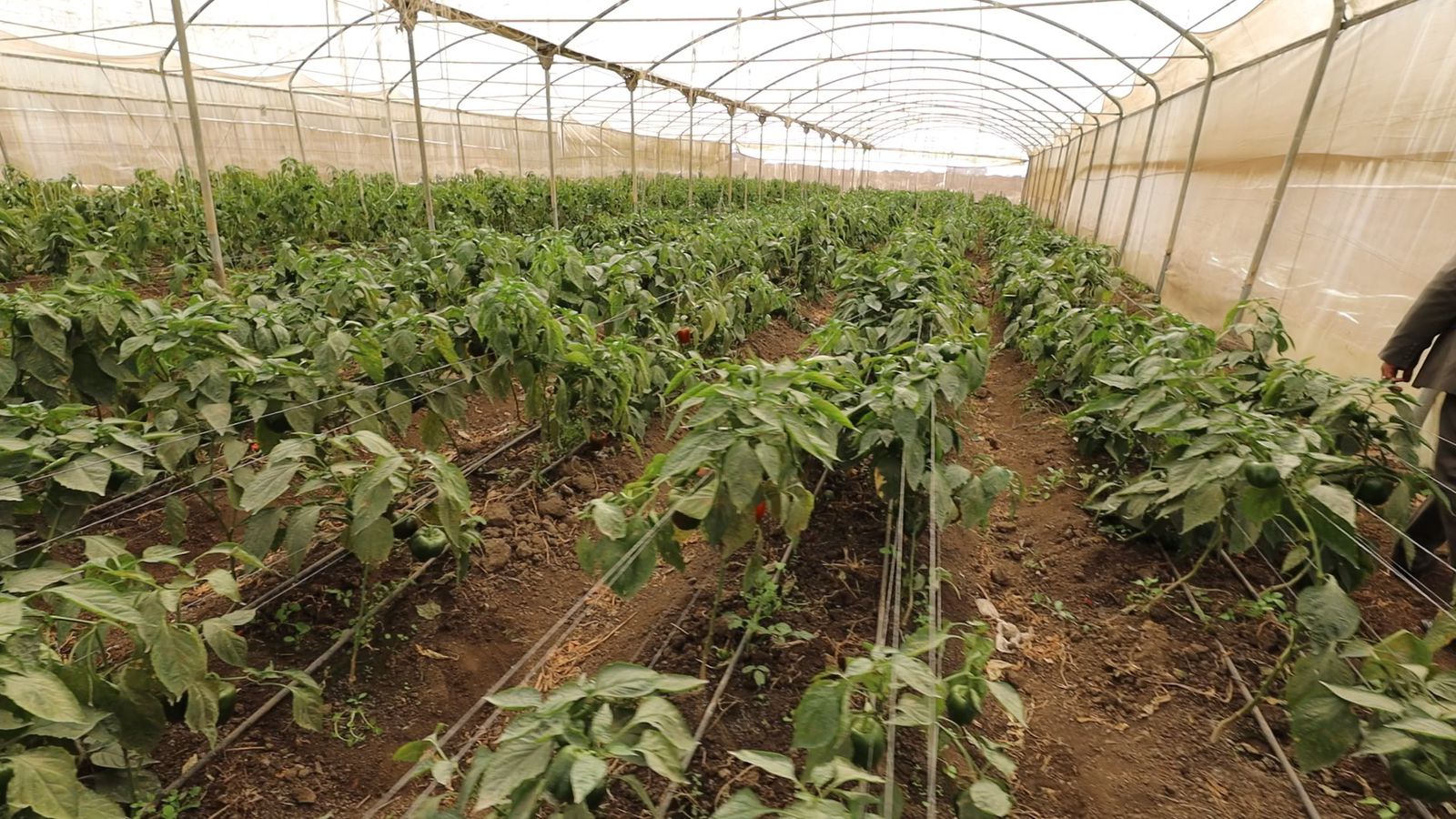 صوب الخضر التابعة لمركز البحوث صوب الخضر التابعة لمركز البحوث