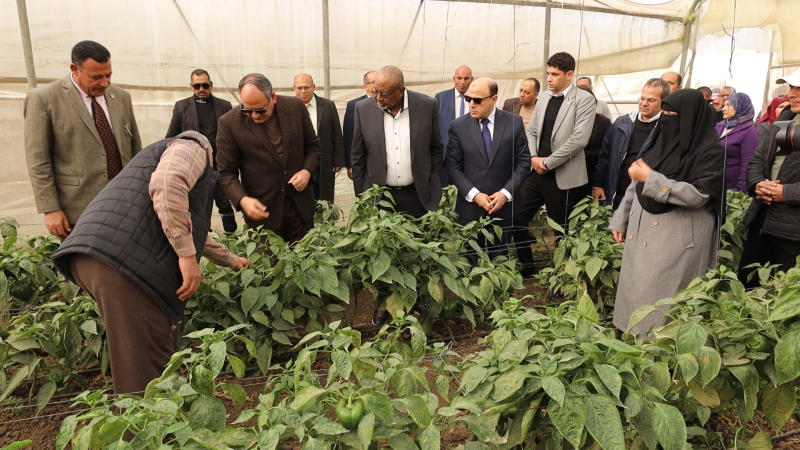 محافظ كفرالشيخ ووزير الزراعة النيجيري يتفقدان البرنامج الوطني لإنتاج تقاوي الخضر محافظ كفرالشيخ ووزير الزراعة النيجيري يتفقدان البرنامج الوطني لإنتاج تقاوي الخضر