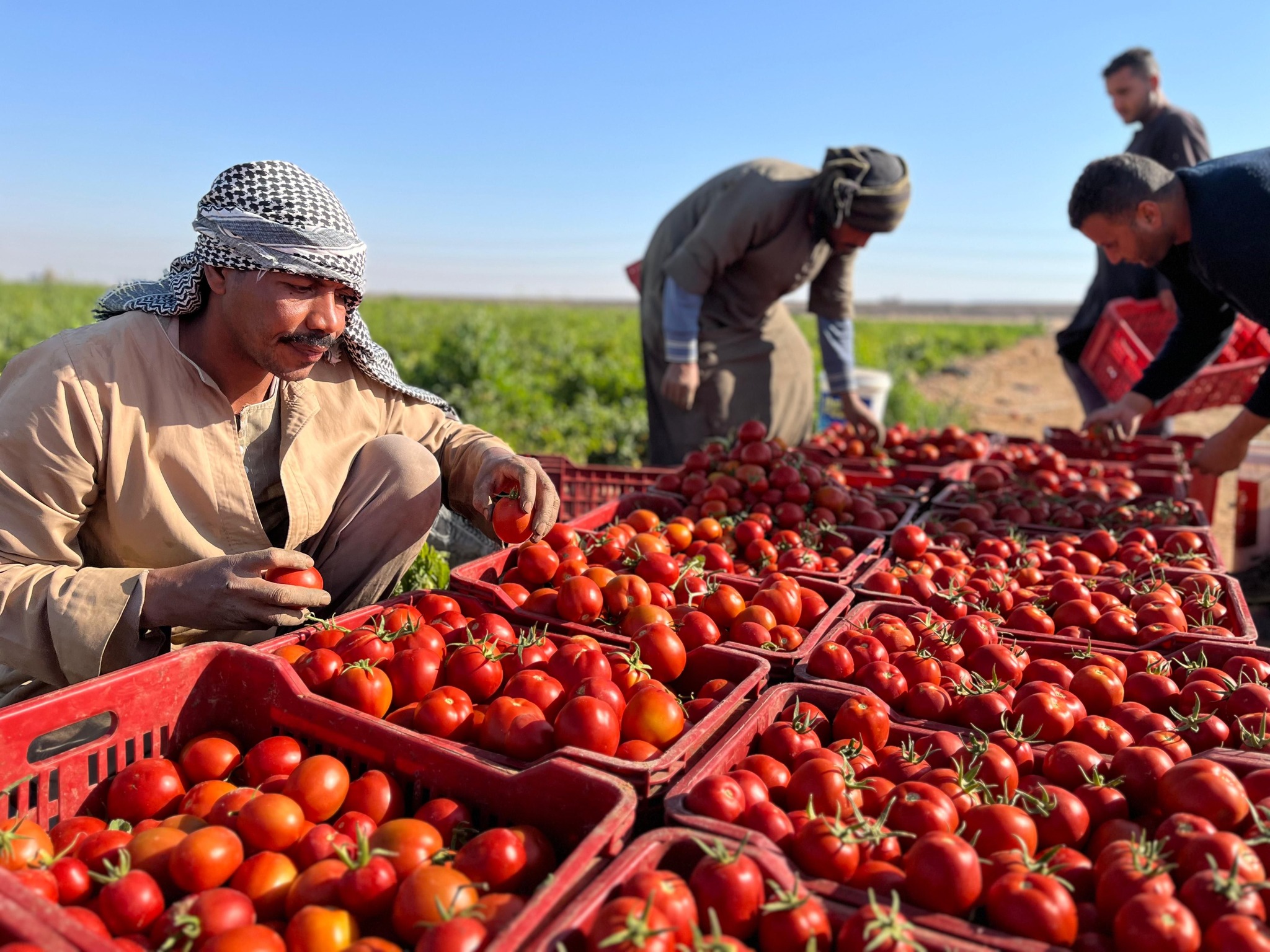 العمال يجهزون الطماطم قبل طرحها بالأسواق