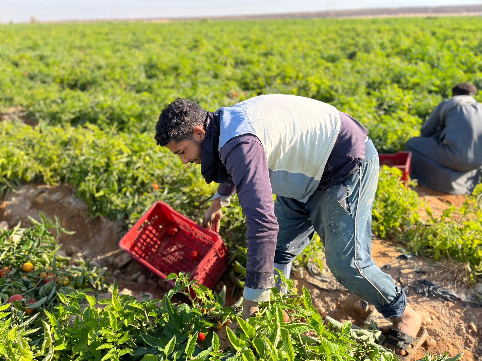 العمال خلال حصاد الطماطم بمزارع جبال الأقصر