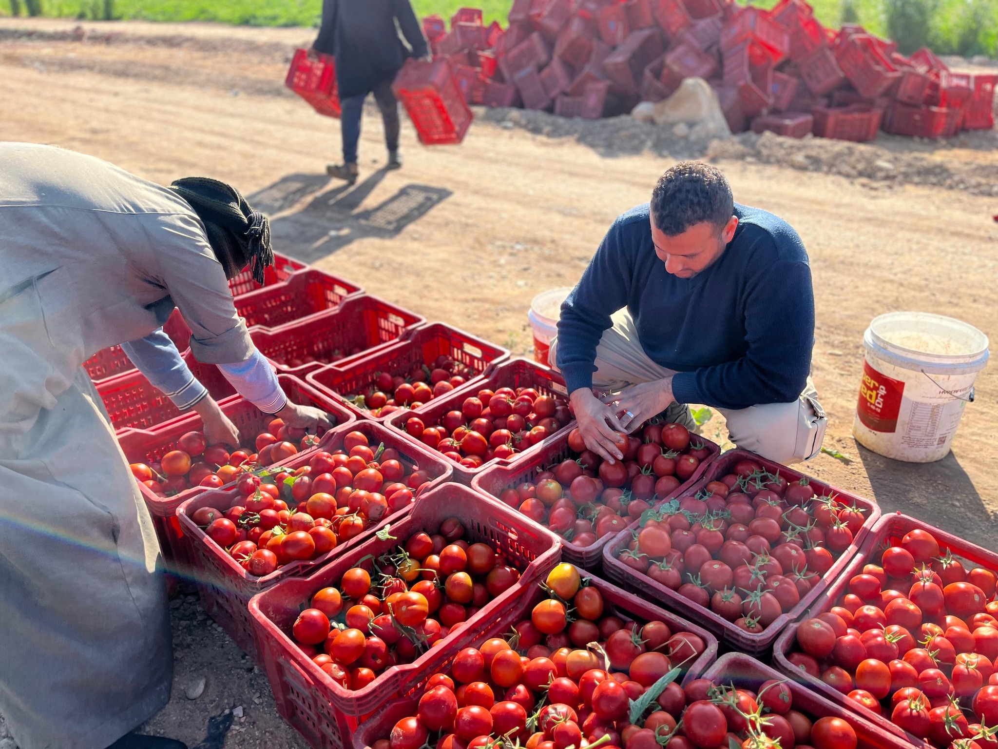 الفرحة بين العمال خلال تجهيز الطماطم للأسواق