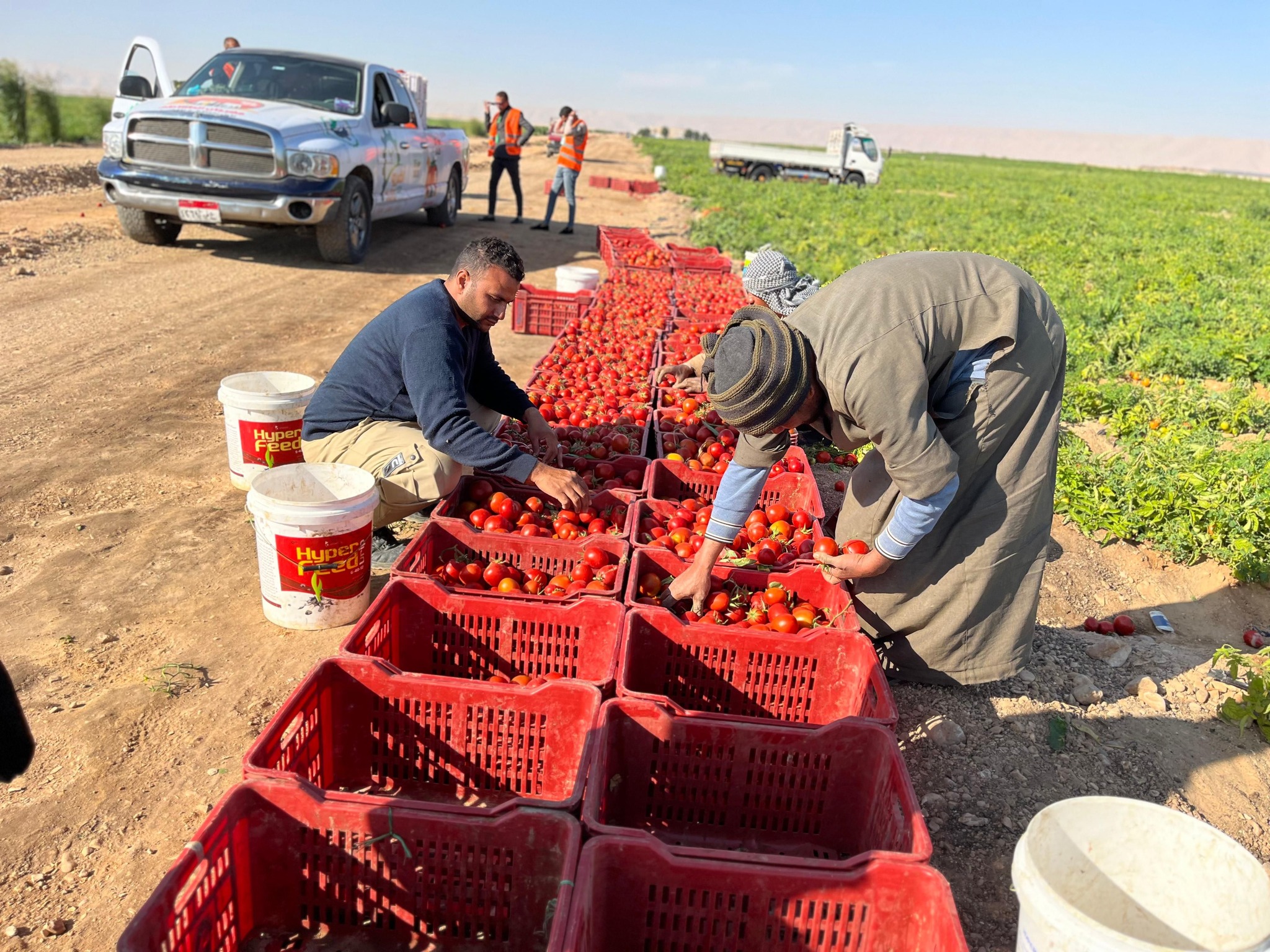 فرحة العمل فى موسم حصاد الطماطم غرب الأقصر