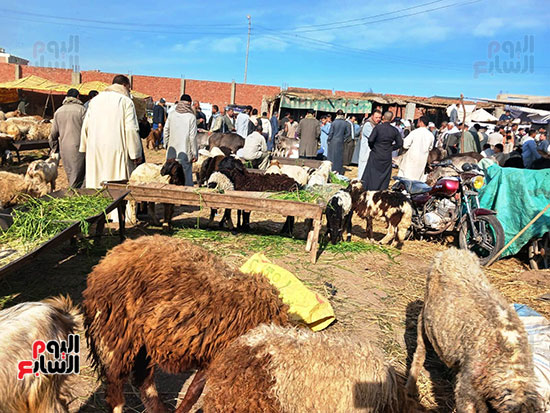 الخراف-البلدى-داخل-أكبر-سوق-مواشى-بالشرقية-(1)