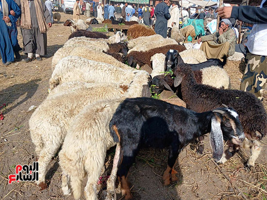 الخراف-البلدى-داخل-أكبر-سوق-مواشى-بالشرقية-(5)