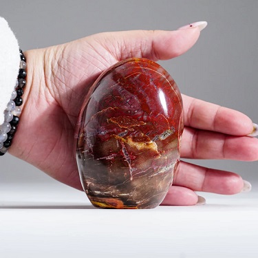 شكل الخشب المتحجر