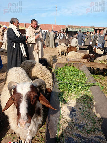 الخراف-البلدى-داخل-أكبر-سوق-مواشى-بالشرقية-(4)
