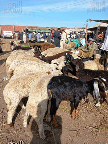 الخراف-البلدى-داخل-أكبر-سوق-مواشى-بالشرقية-(6)