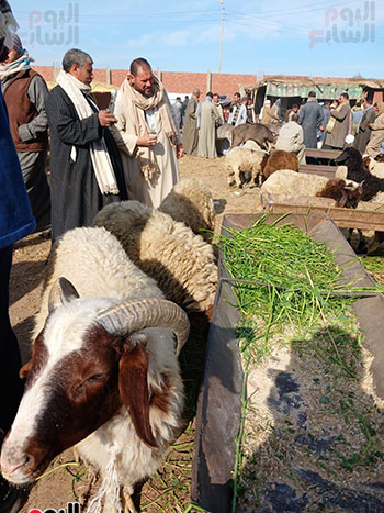 الخراف-البلدى-داخل-أكبر-سوق-مواشى-بالشرقية-(3)