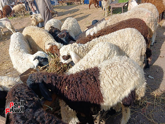الخراف-البلدى-داخل-أكبر-سوق-مواشى-بالشرقية-(2)