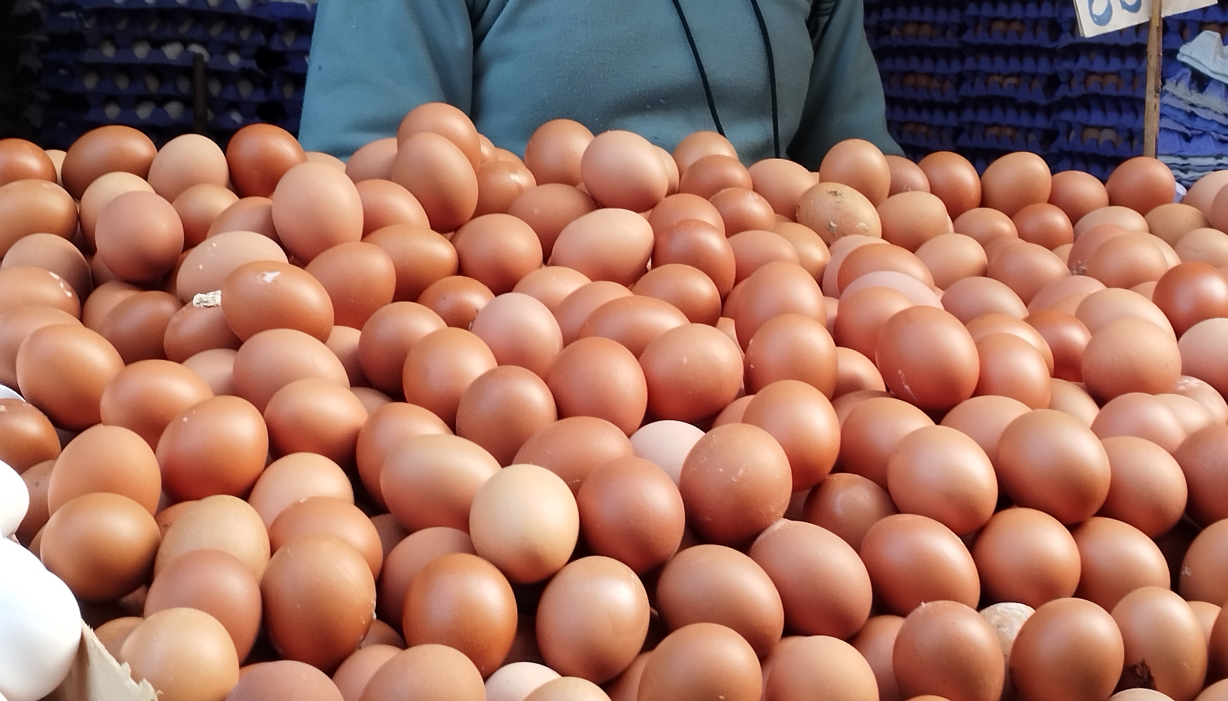 البيض الأحمر في الإسكندرية_1 البيض الأحمر في الإسكندرية_1