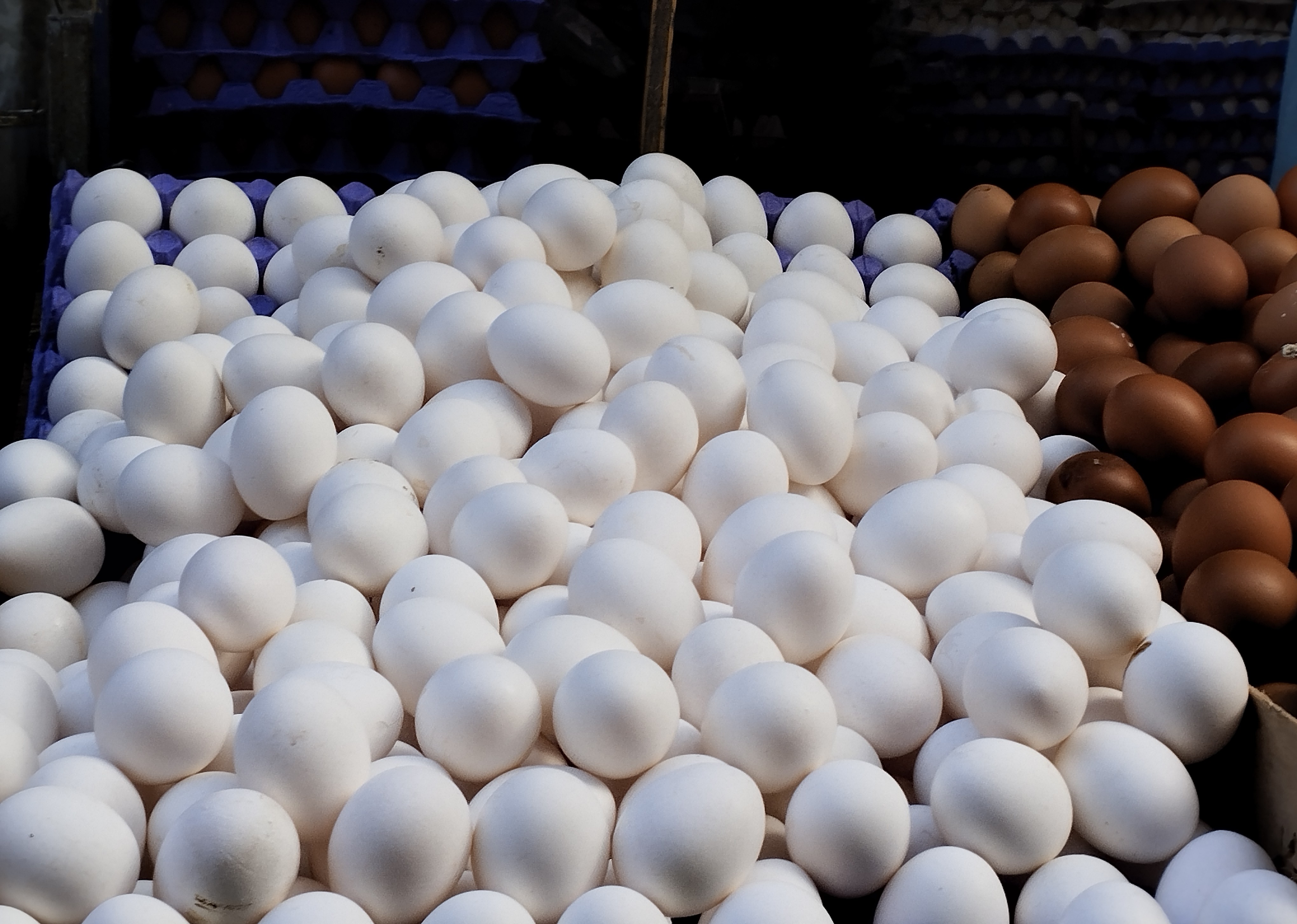 البيض الابيض في الإسكندرية البيض الابيض في الإسكندرية