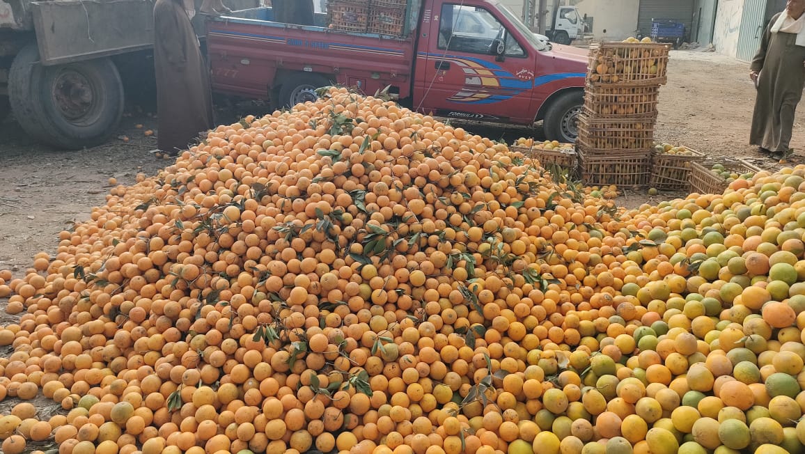 فرز البرتقال