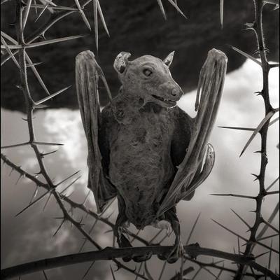 حيوانات لمست بحيرة ناترون